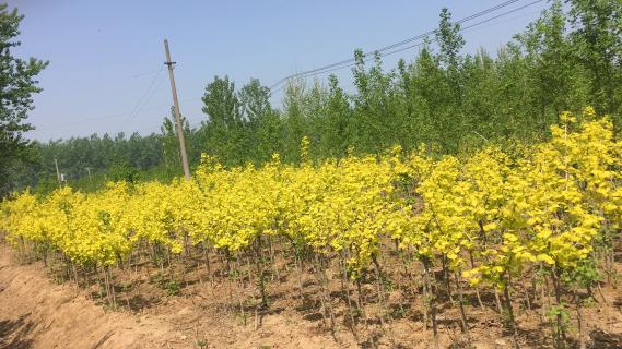 明光市市委书记被顺盈娱乐企业文化深深感动 | 深入沟通合作空间广阔
